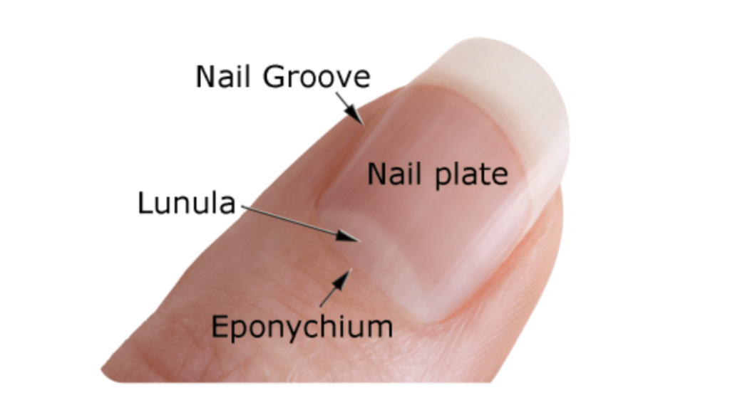 Parts of a Nail