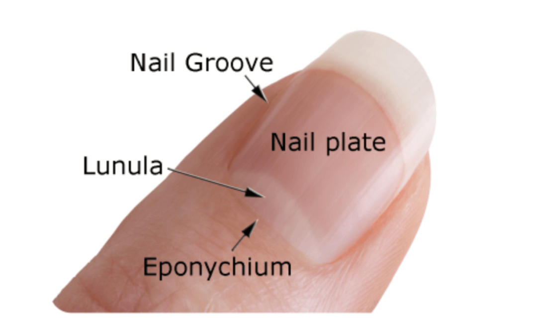 Parts of a Nail
